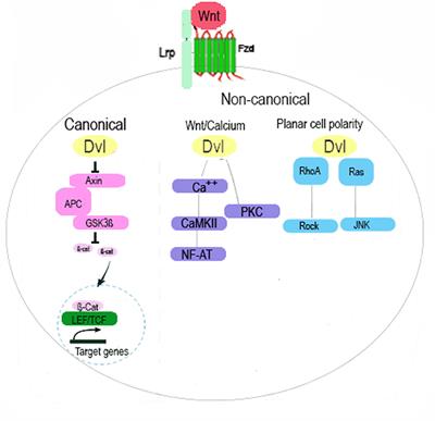 Wnt Signalling in Regenerative Dentistry